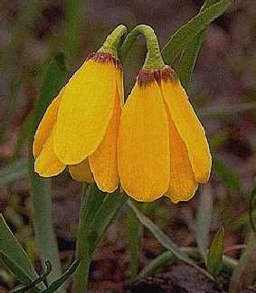 Yellowbell